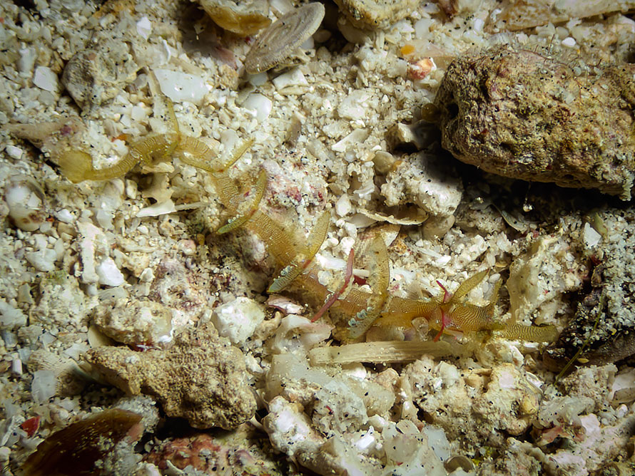 Halicampus macrorhynchus